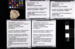 Foto (Objket + Etiketten) von Bopyridae indet. 